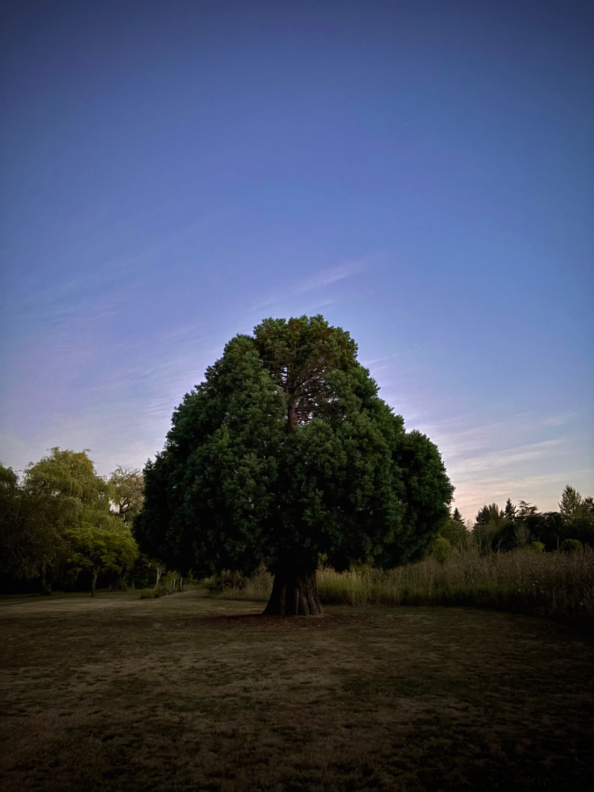 Quintessential Giant Sequoia near hole 4.