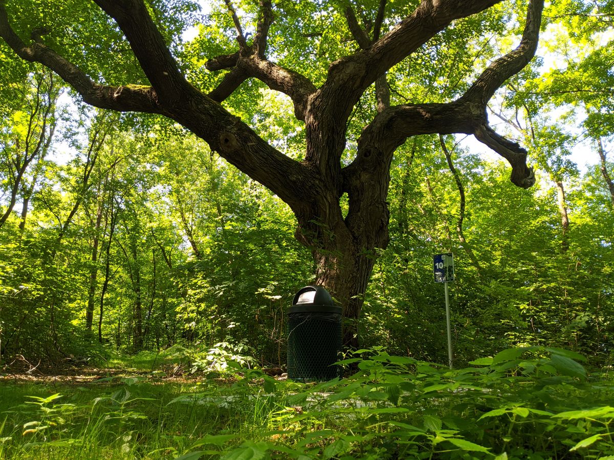 Hole #10, my favorite and the first to start you in the woods.