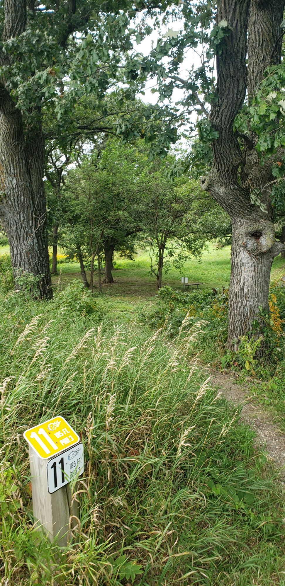 This is a short hole but you will need technical skills to hit the basket between the trees!