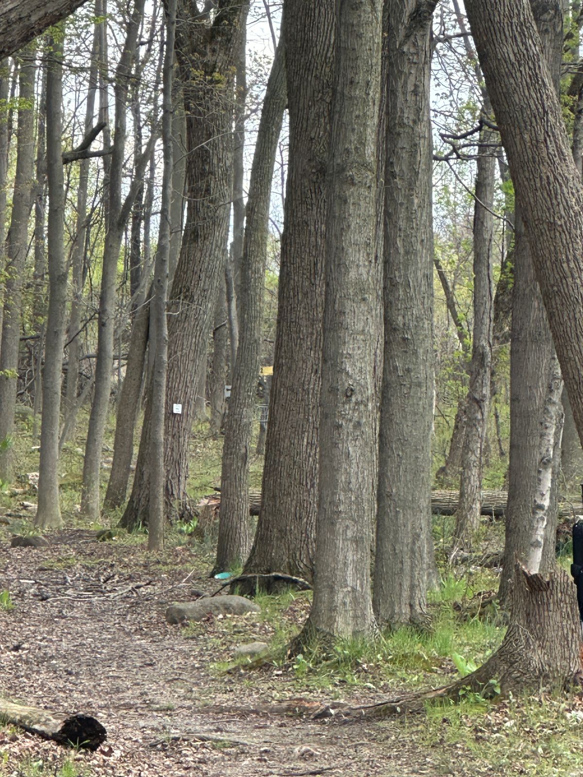 Hole 2 Basket from Tee