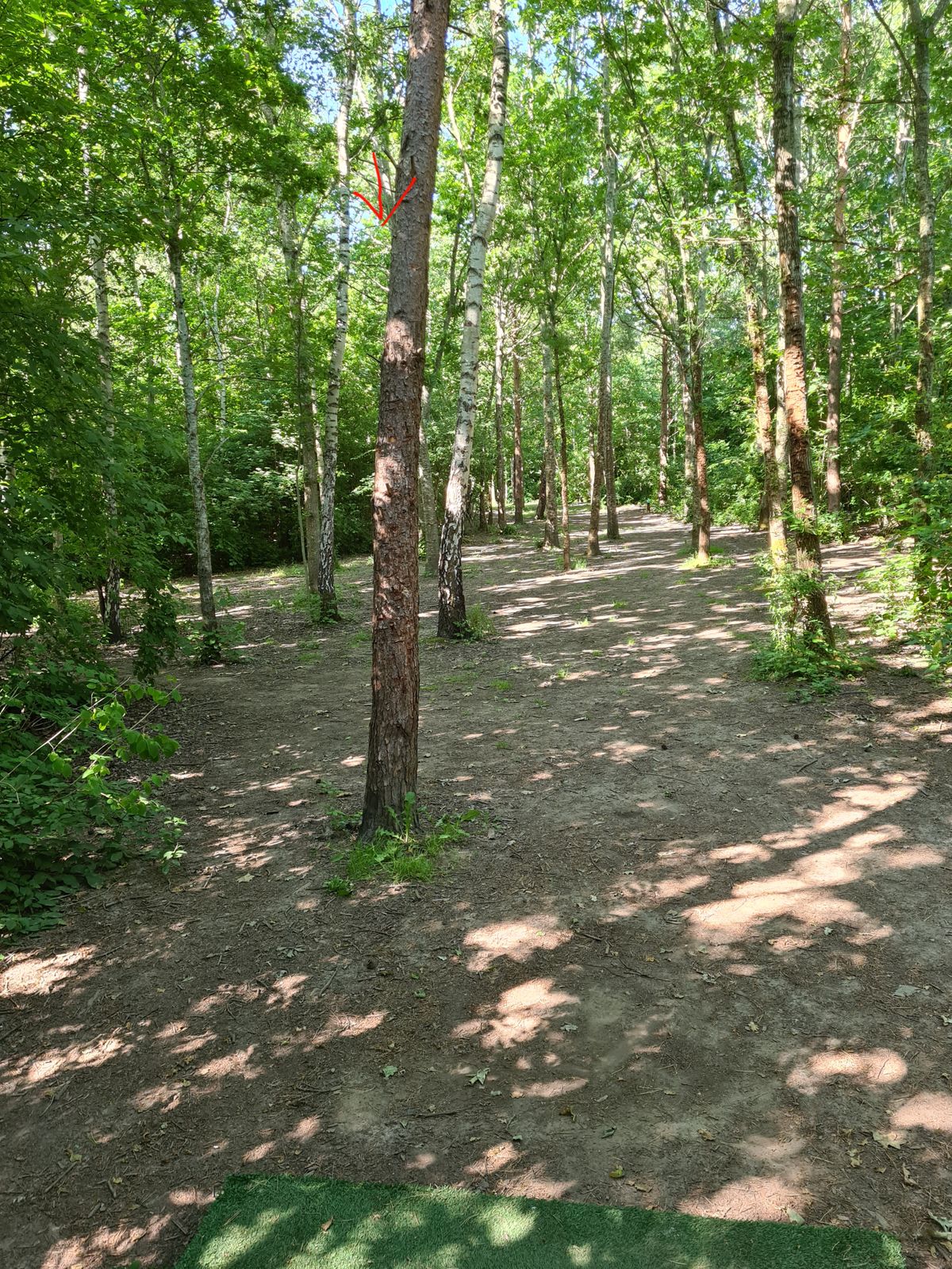 Hole 11, view from yellow tee. Basket hidden in the back.