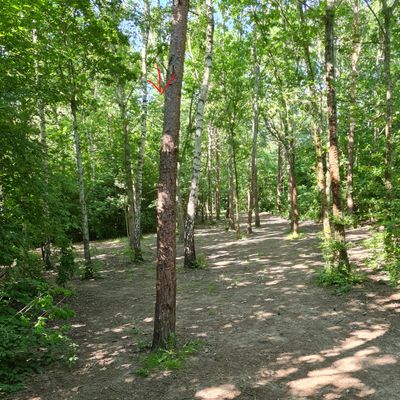 Hole 11, view from yellow tee. Basket hidden in the back.