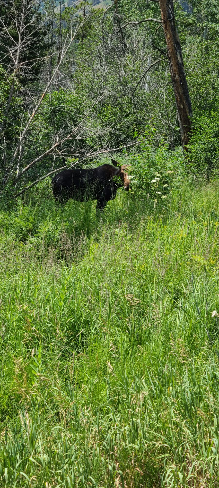 Moose just off the fairway on Hole 3