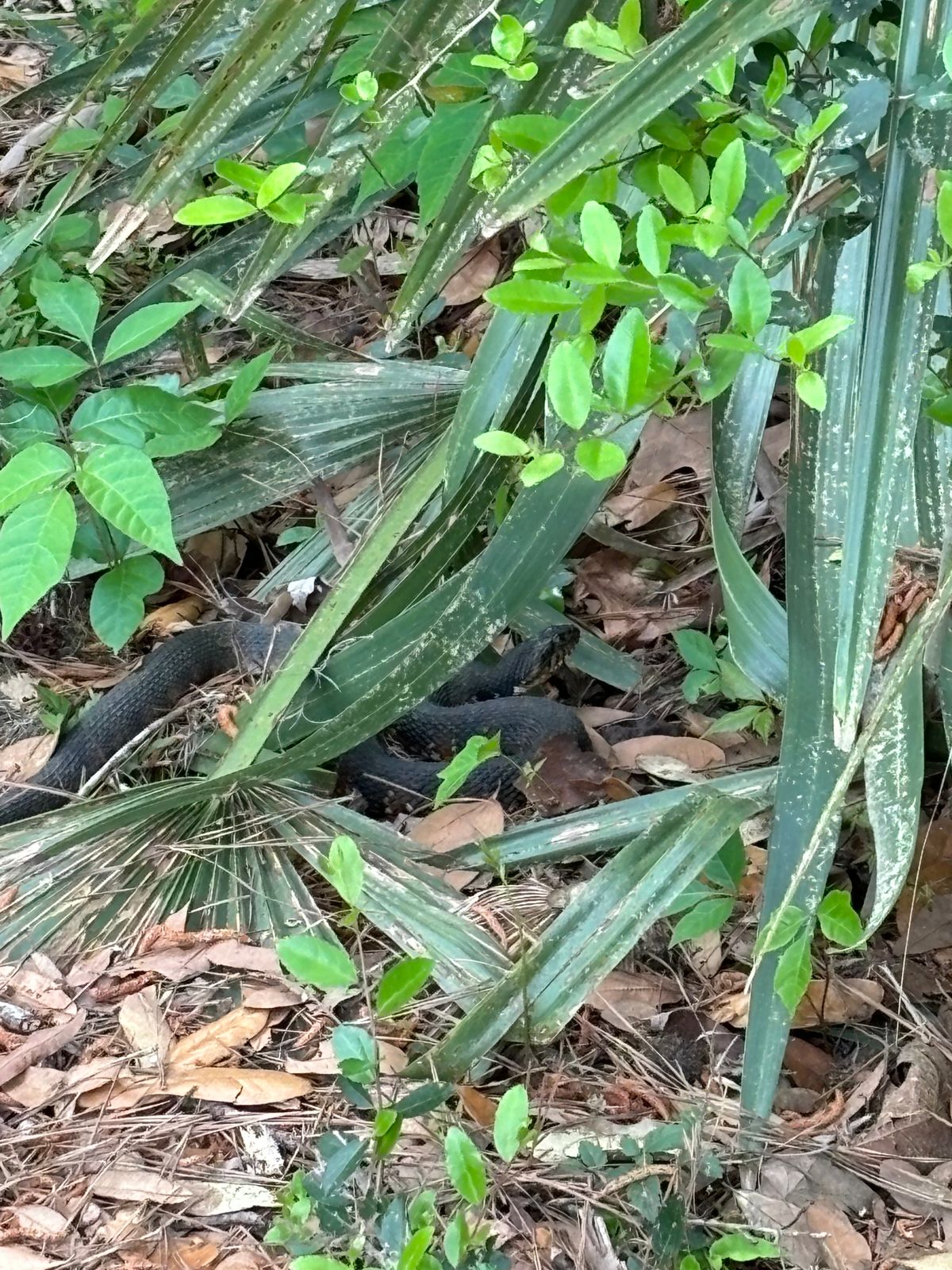 Watch for spicy noodles. 2-3 feet off trail and I saw 6 in 20 minutes before calling it.