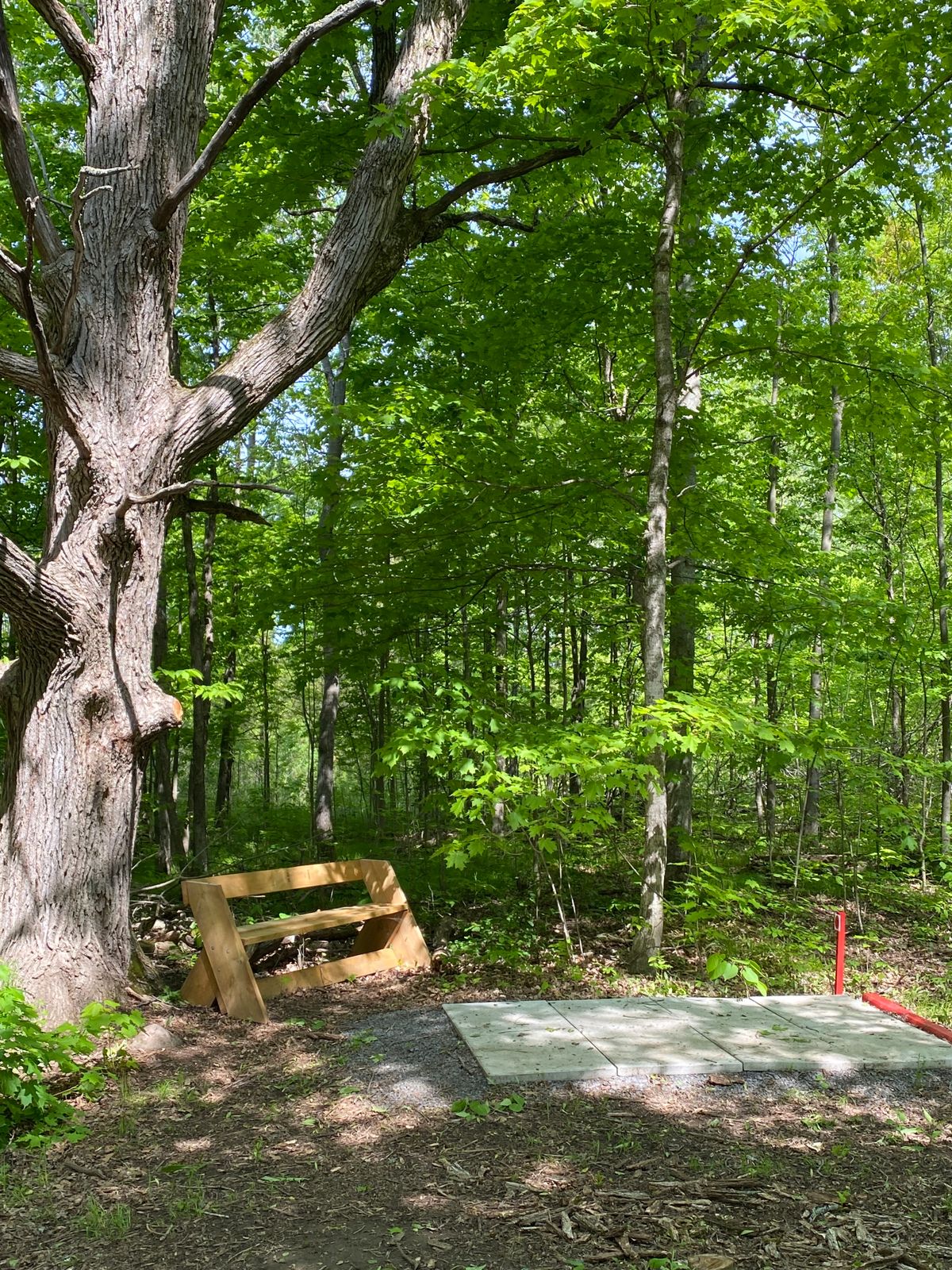 A shady bower on hole 7