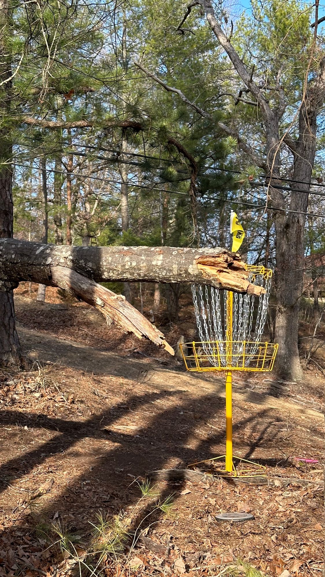 Alternate back 9 / Wilson