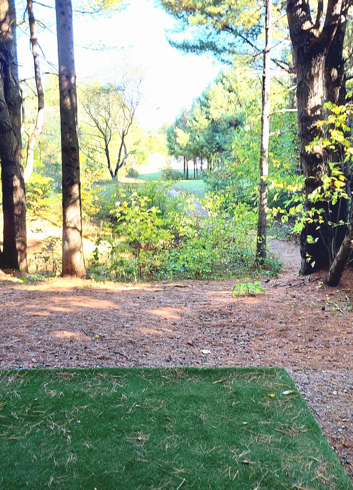 Tee pad 🌳 🌲  🌳 🌲  🌳 🌲