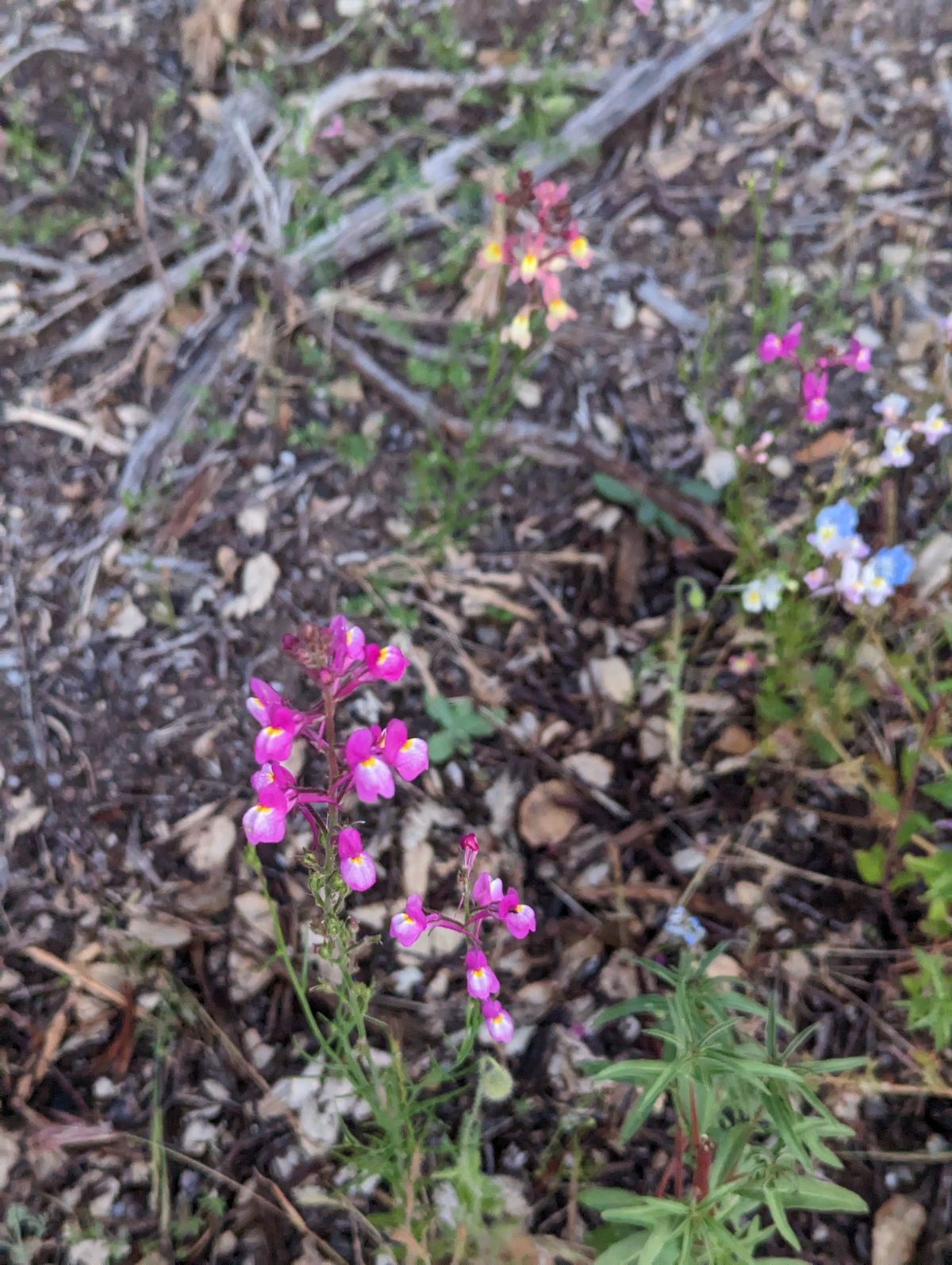 Hole 1/11 Wildflower project