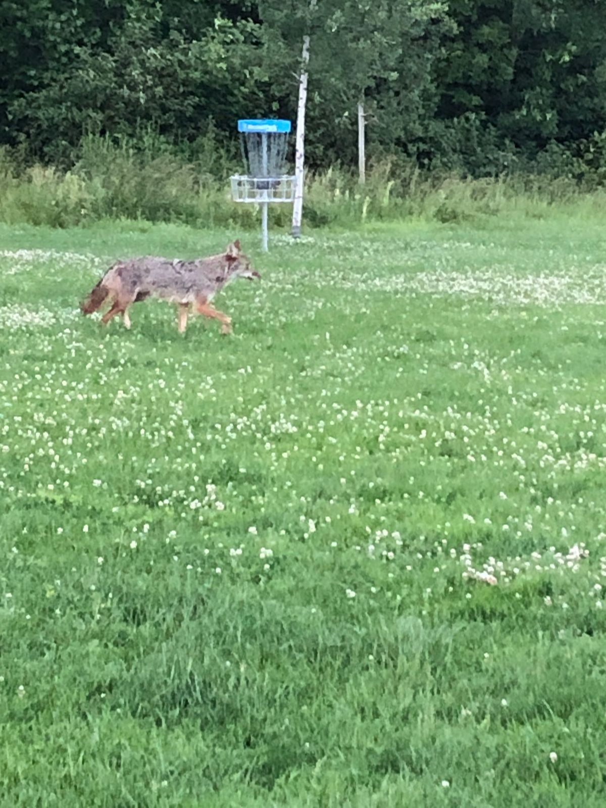 Coyotes in the area.