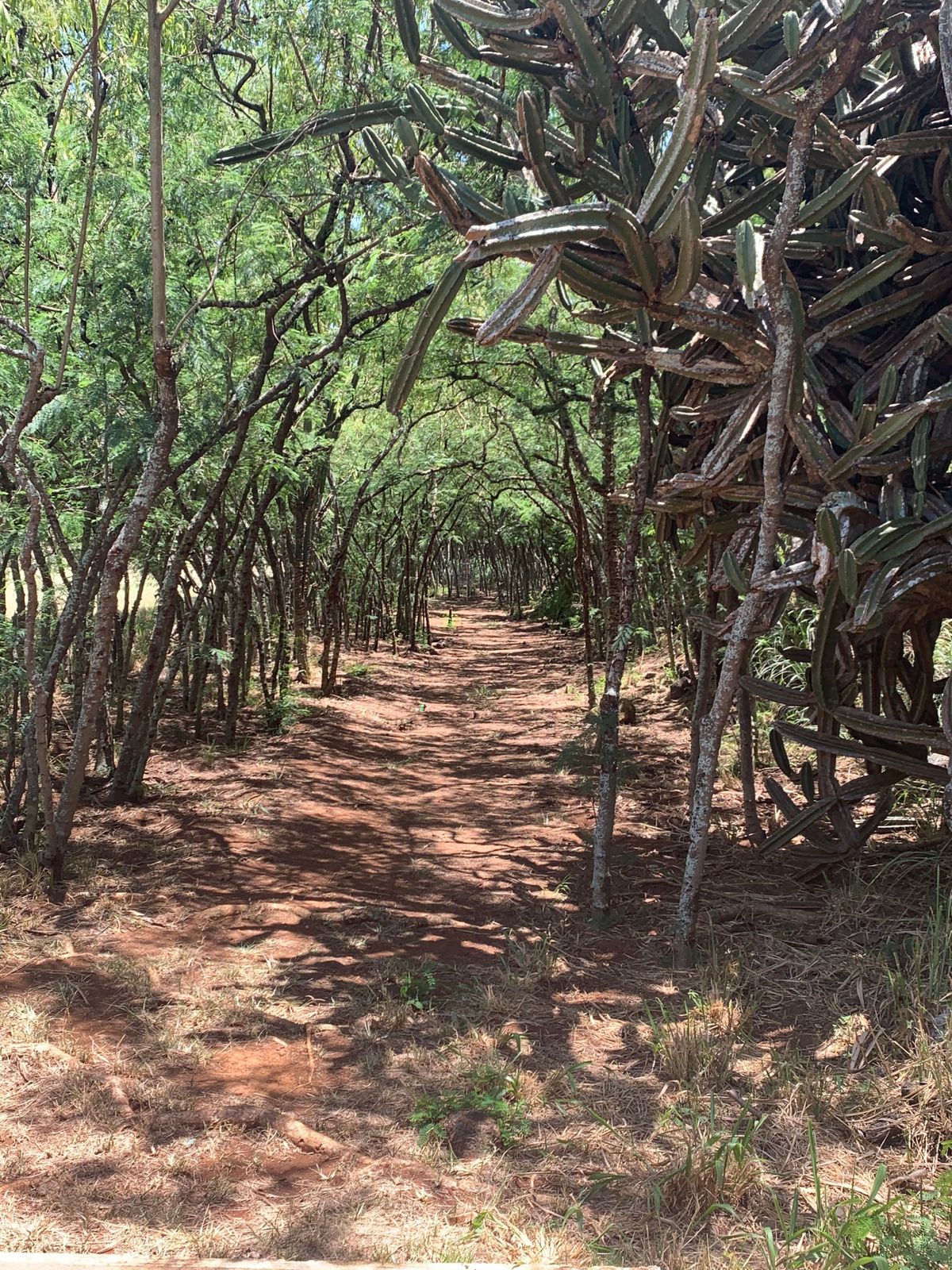 Famous hole 5 cactus tunnel