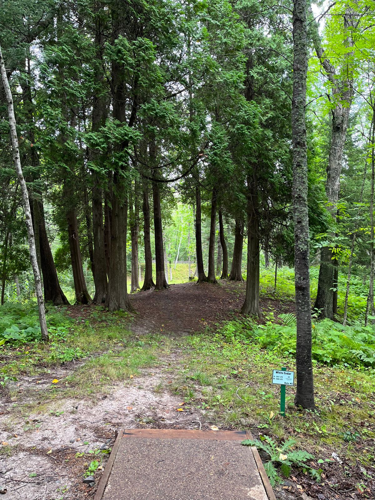 Hole 5!  ⛓️🥏👍🏼