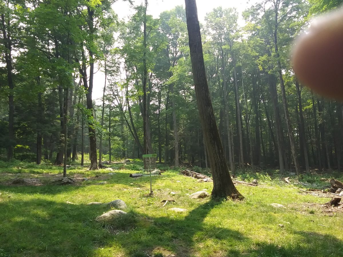Hole 5 basket, looking back at tee.