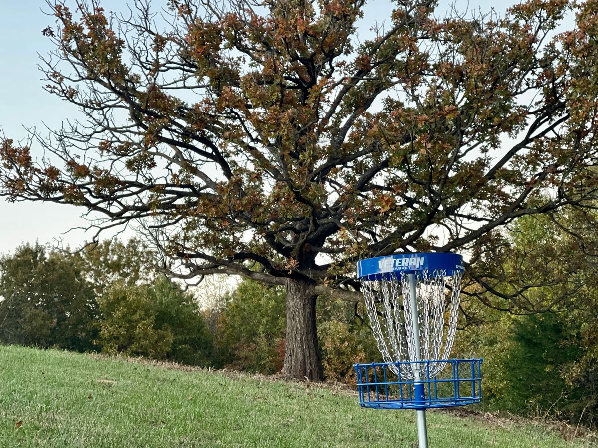 Majestic tree on hole 9
