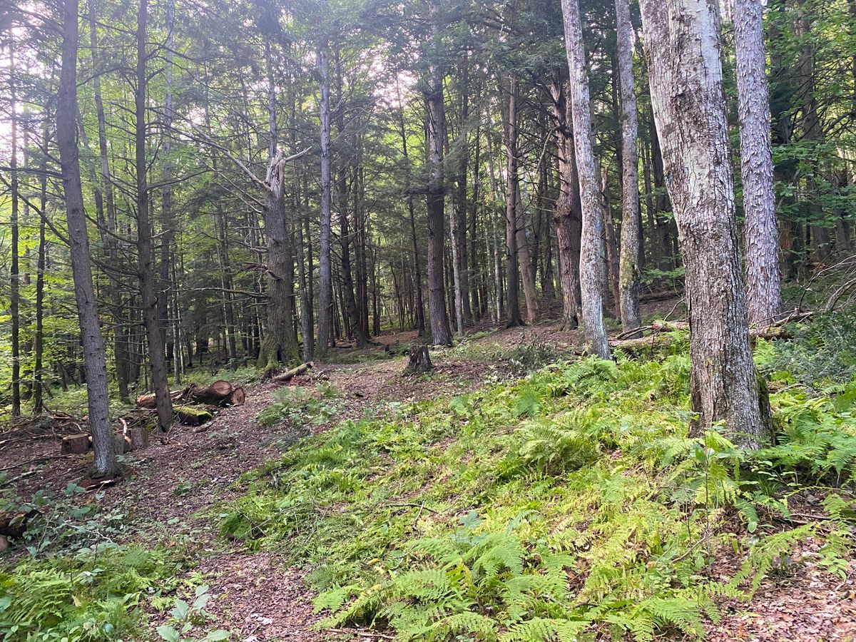 Hole 4 fairway 