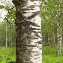 krjanse