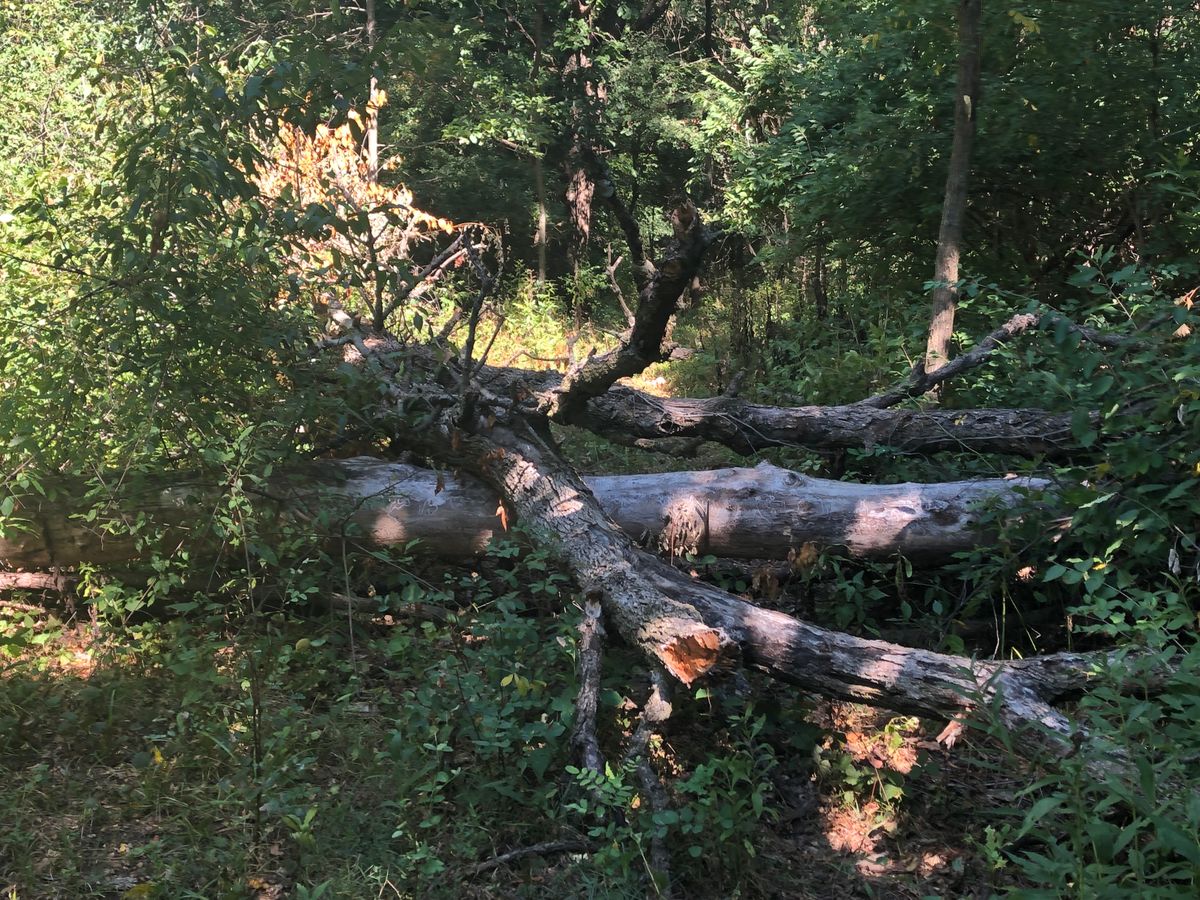 Fallen trees on the fairway