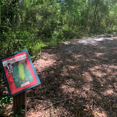 Hole 15