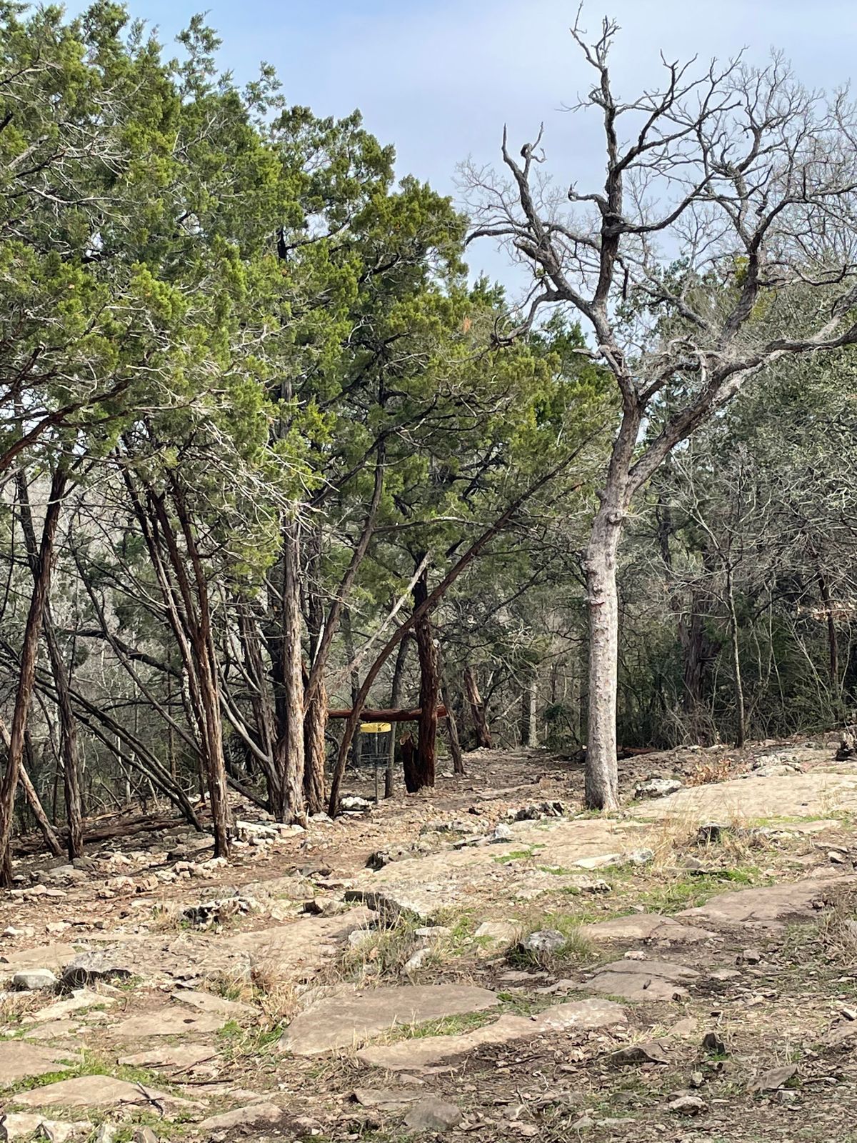 Hole 8, hole bends to the left slightly with the basket guarded by the trees.
