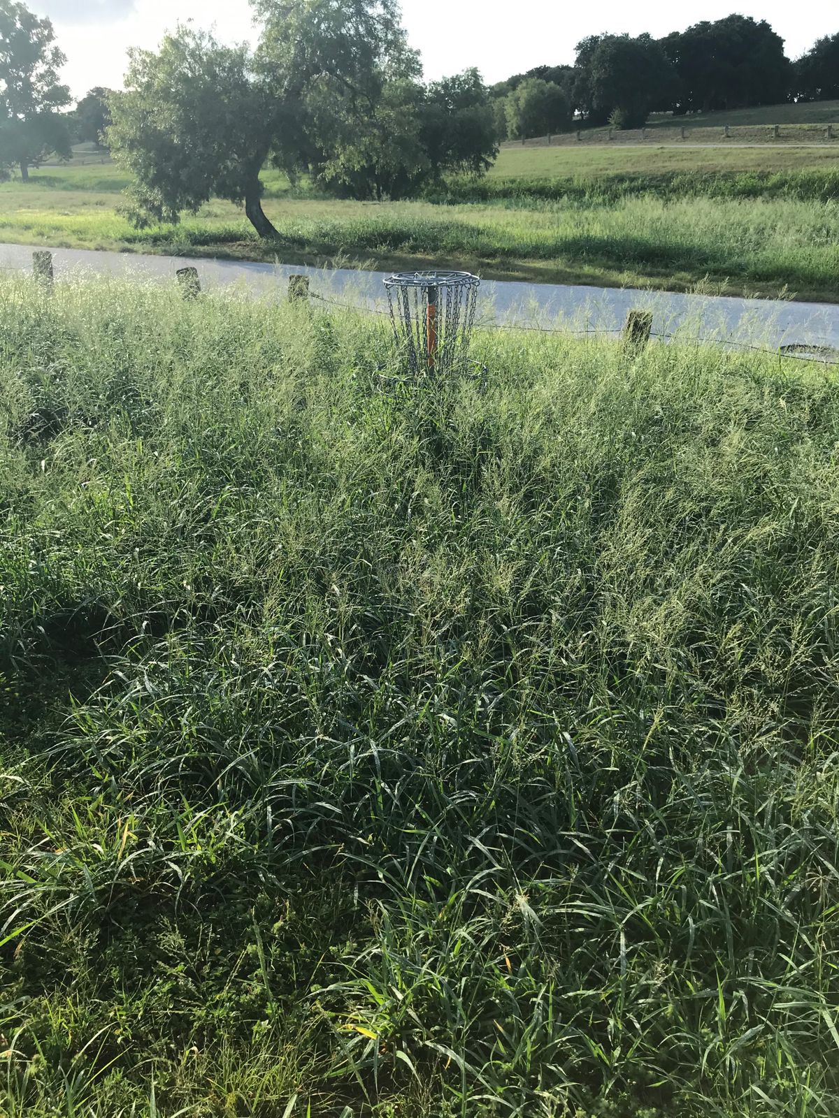 Back 9 is ridiculously overgrown
