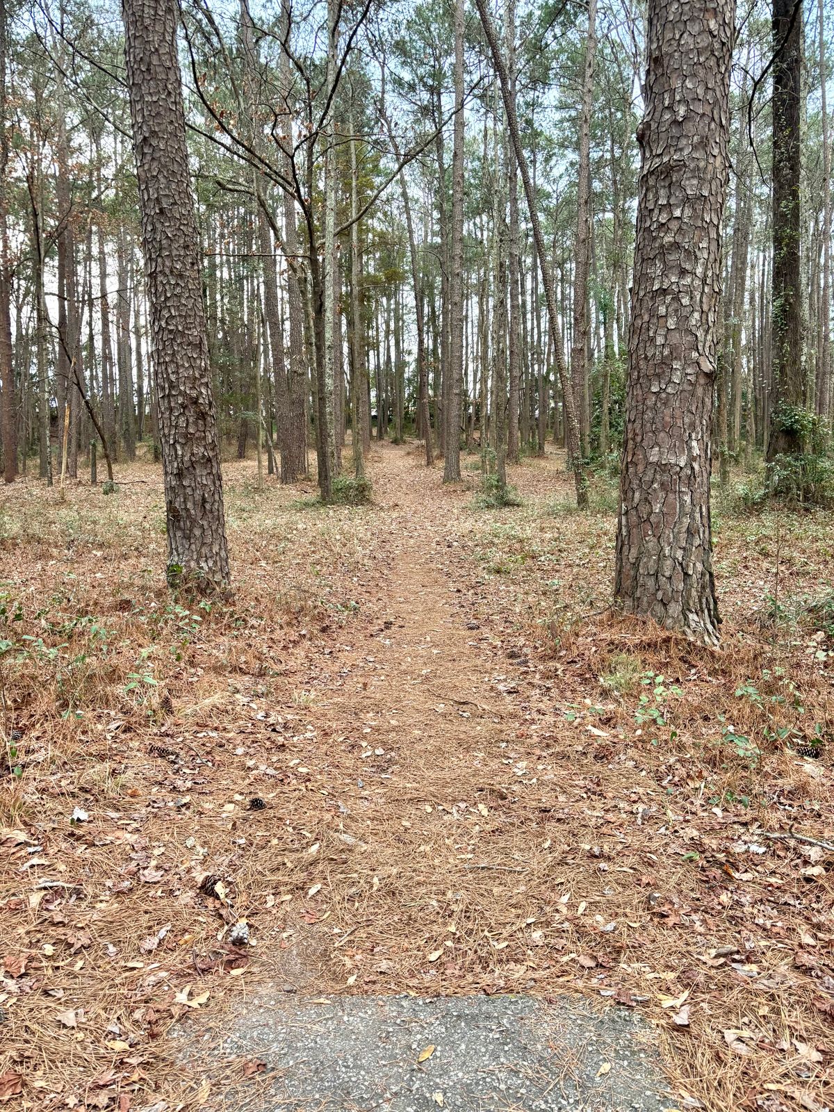 Hole 6 Tee