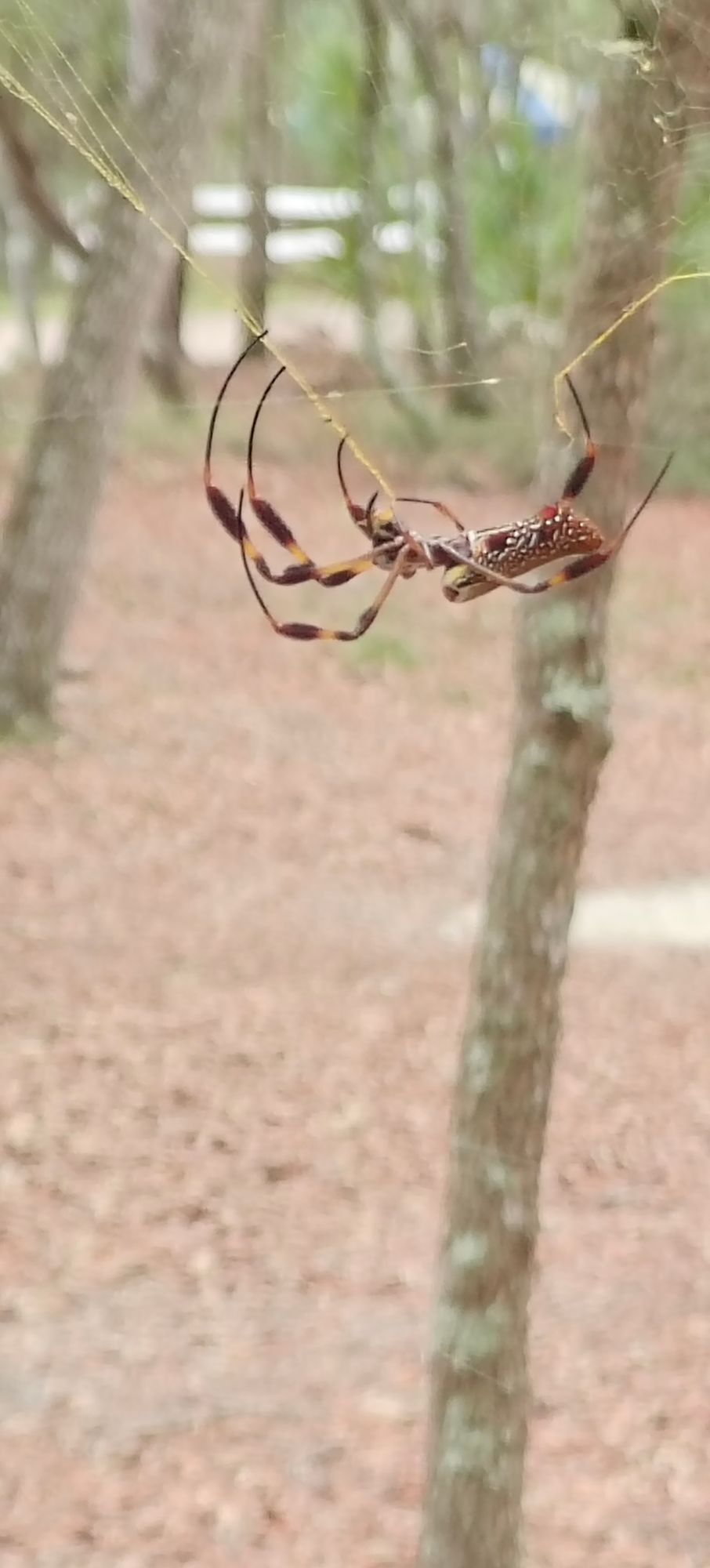 Golden Orb Spider