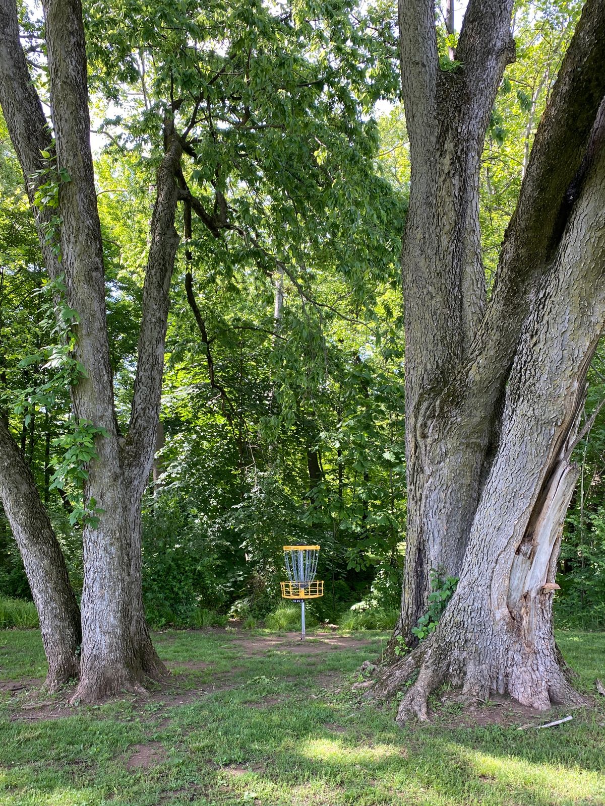 Hole 4 basket