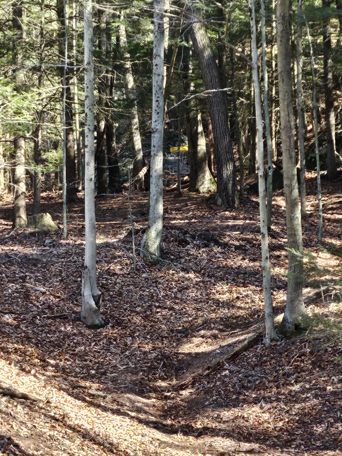 5th Tee