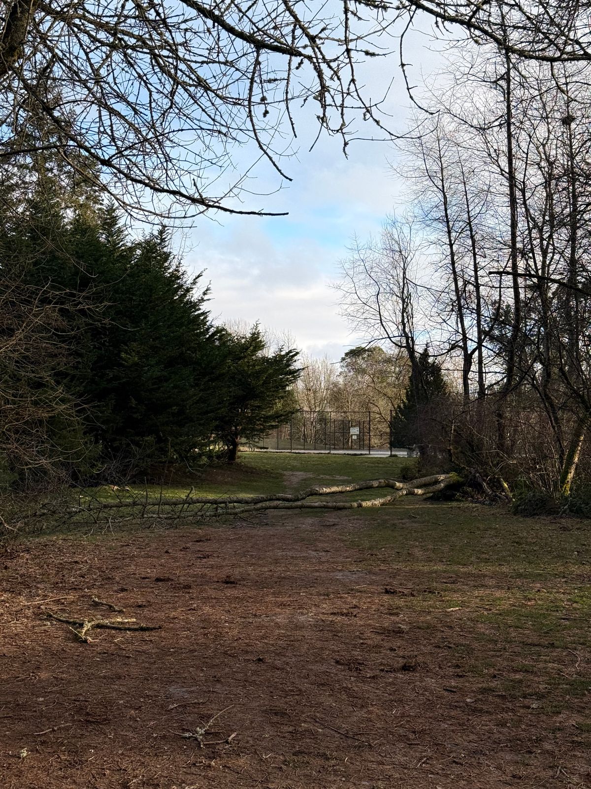 Tree down at hole 3 (2/25/2025)