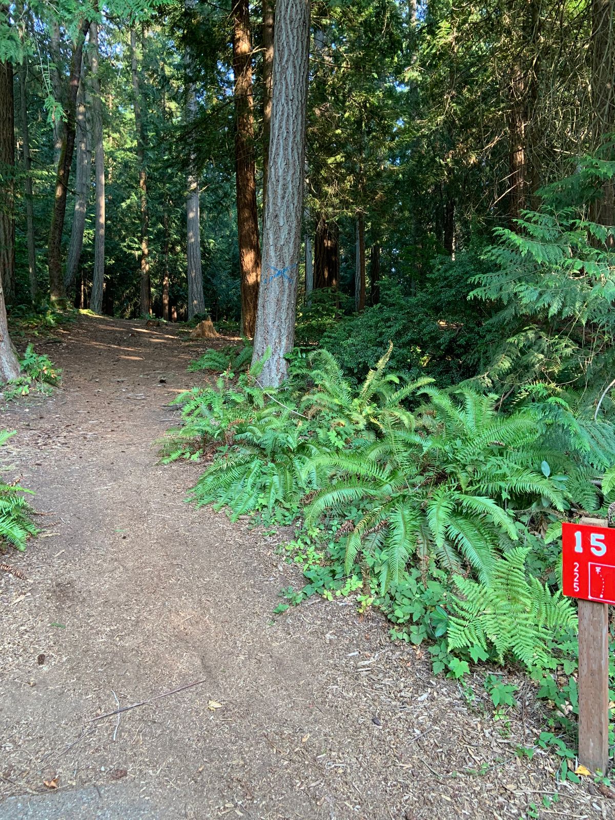 Hole 15 - Red Tee