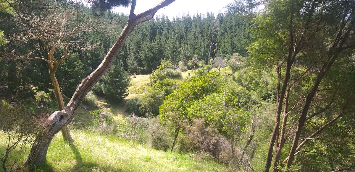 Hole 7 Red. Must get the gap and must clear the swamp or expect to spend some time searching.
