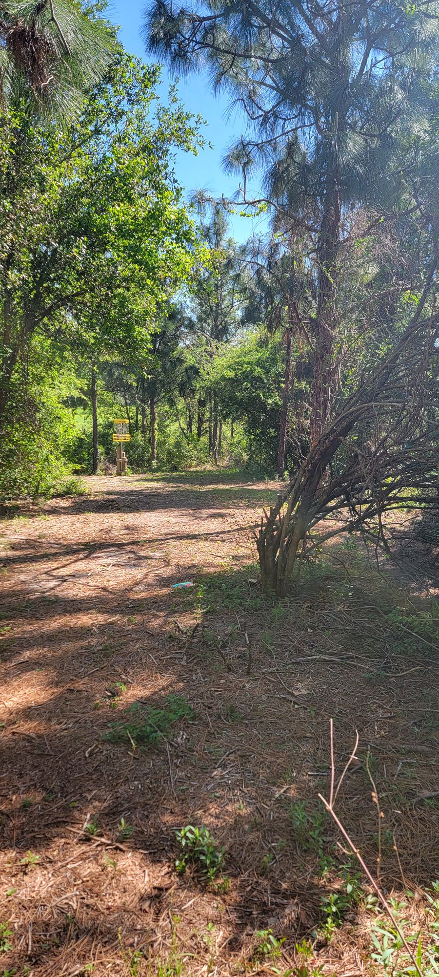Hole 16 Basket