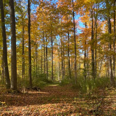 Hole 14  Blue - fall 2024