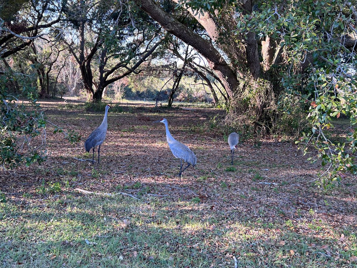 Sandhill Cranes in between 8 and 9