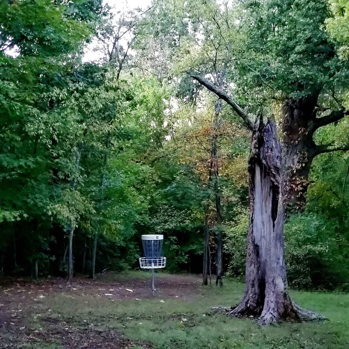 Hole 12 Baby Cane