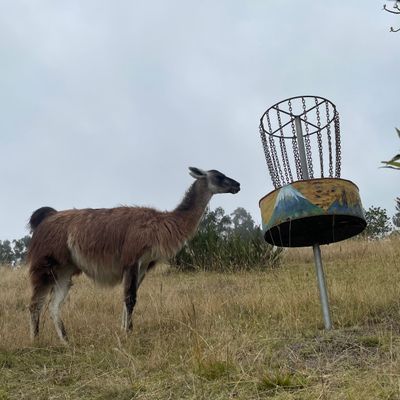 Llama course companions