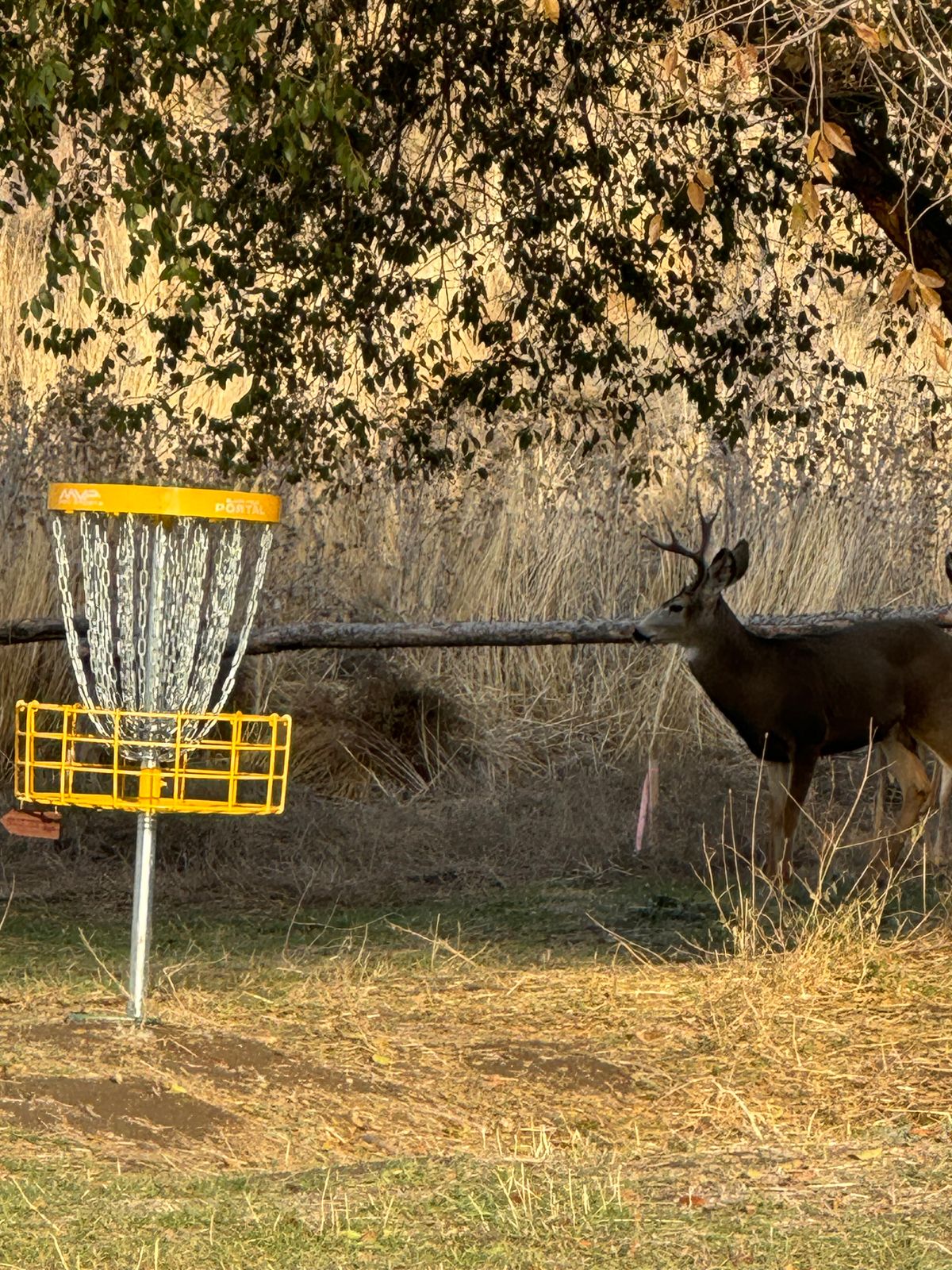 Hole 12 buck
