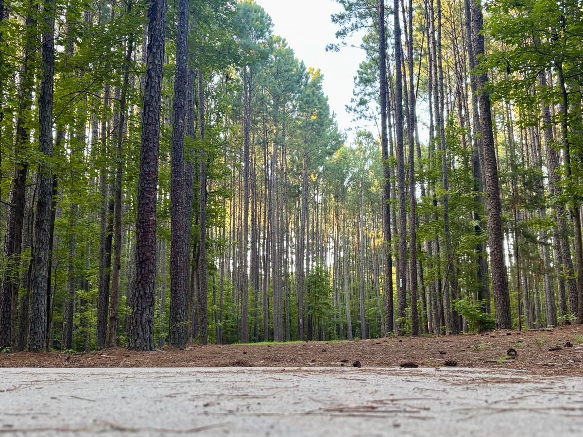 Hole 15