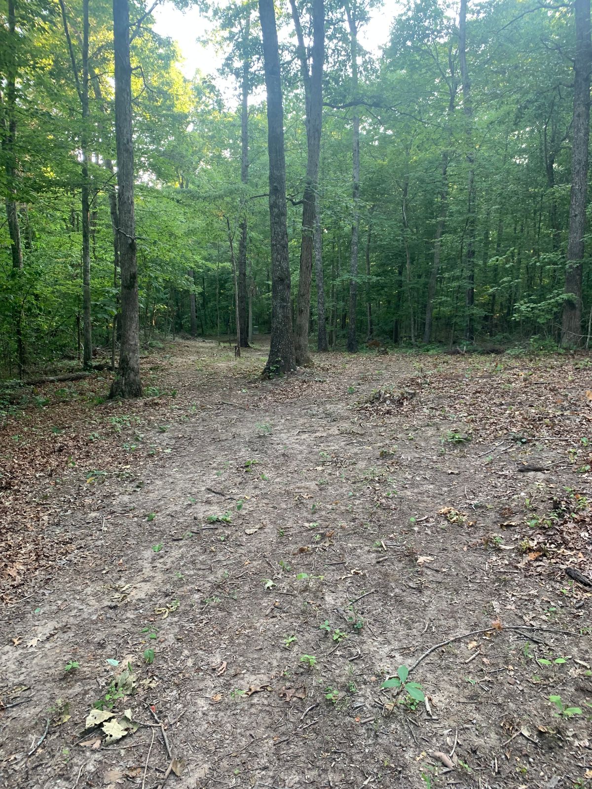 Hole #4 to basket