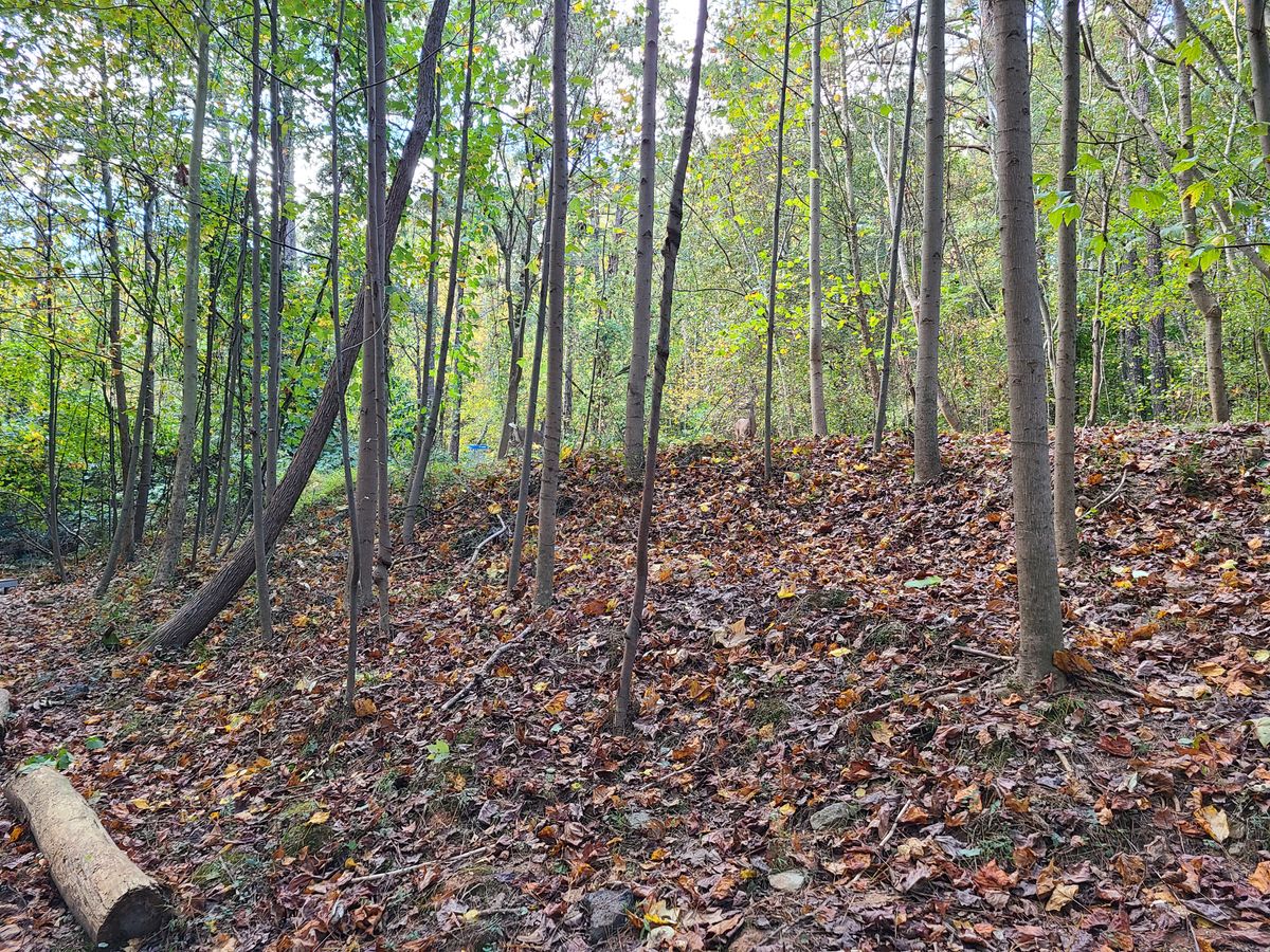 Second deer showed up at hole 5