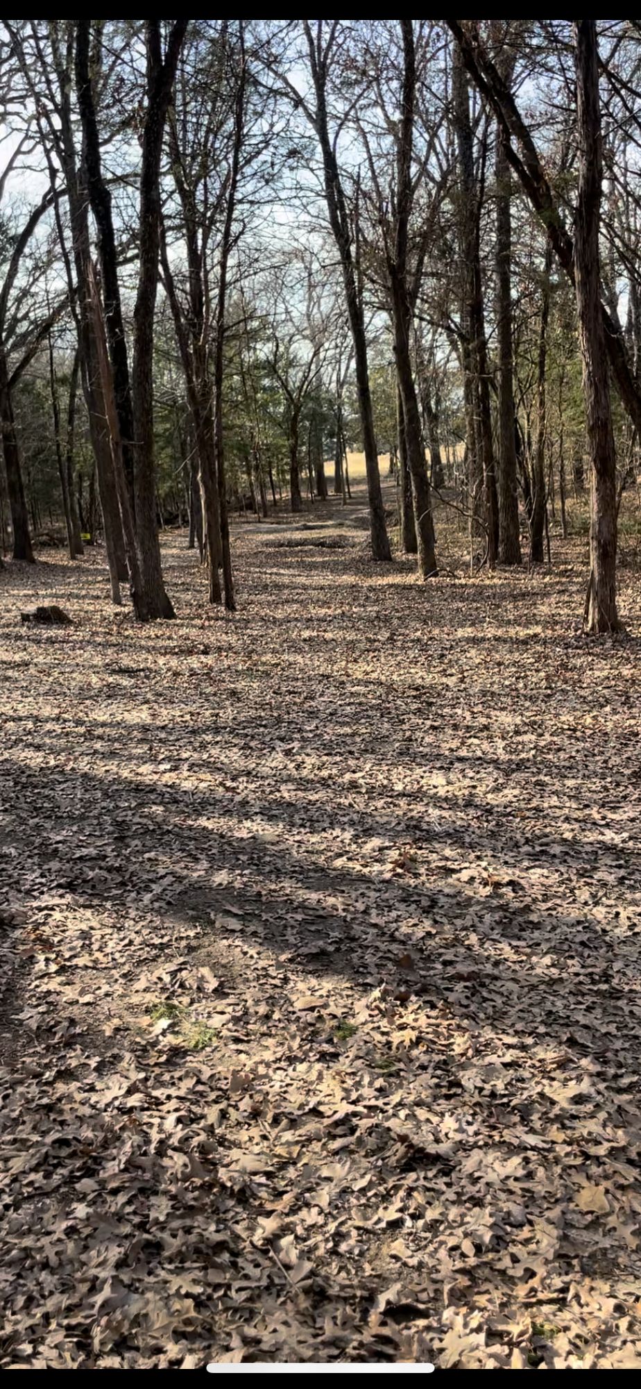 New trees cut down make for a clean line odor the inside gap on hole 7