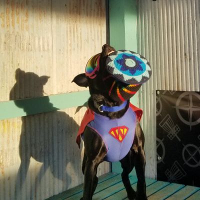 Maya Flya and Diskey The Wonder Dog