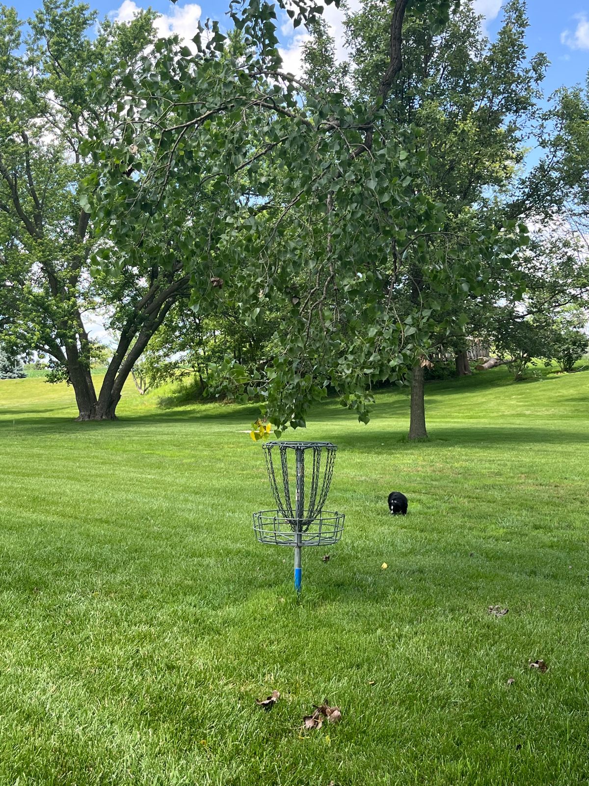 Basket of 4 with a tree finder reaching down.