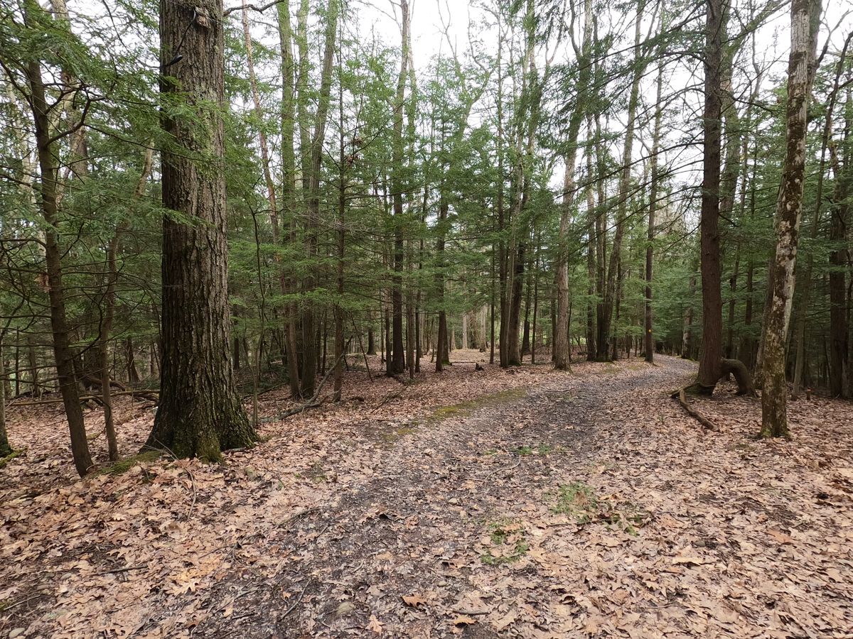 Hole #5 Tee (From Basket)