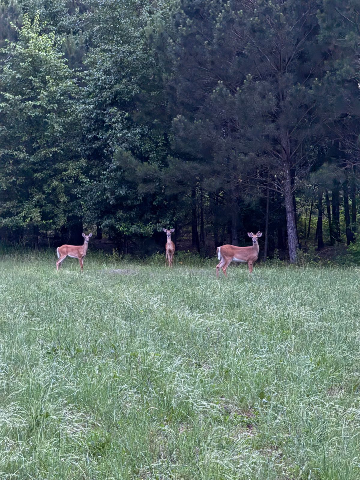 Deer on the 9th hole of the west course.