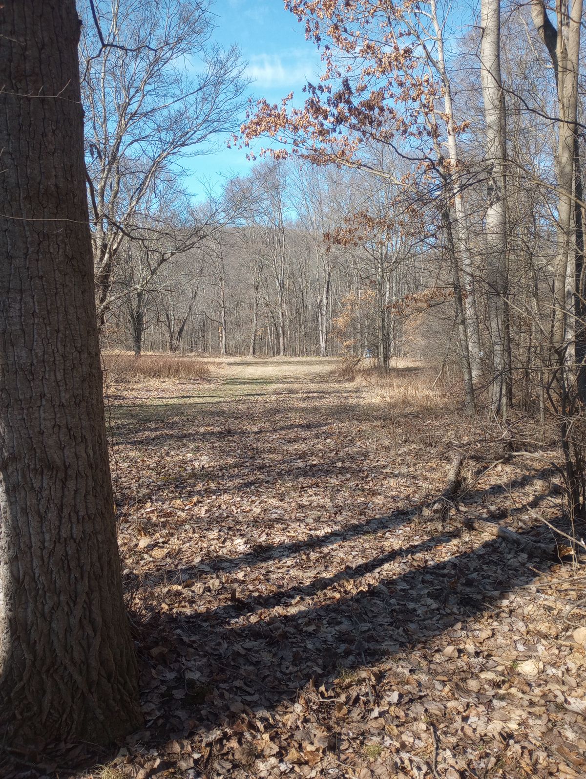 Hole 5 white tee