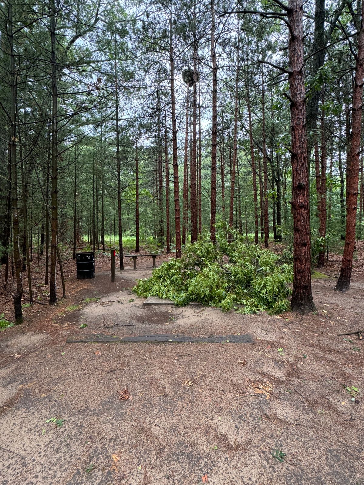 Tree down on 4s tee