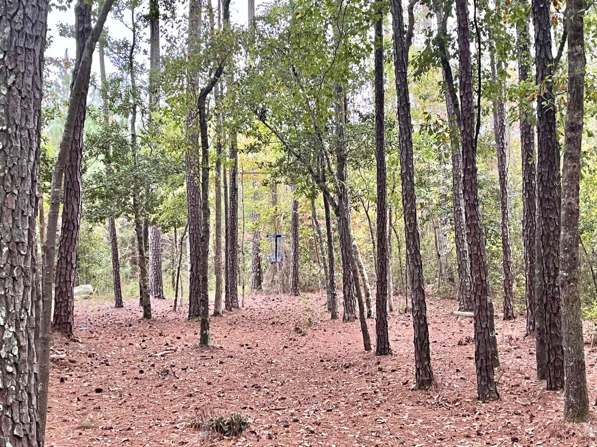 Hole 7 Basket