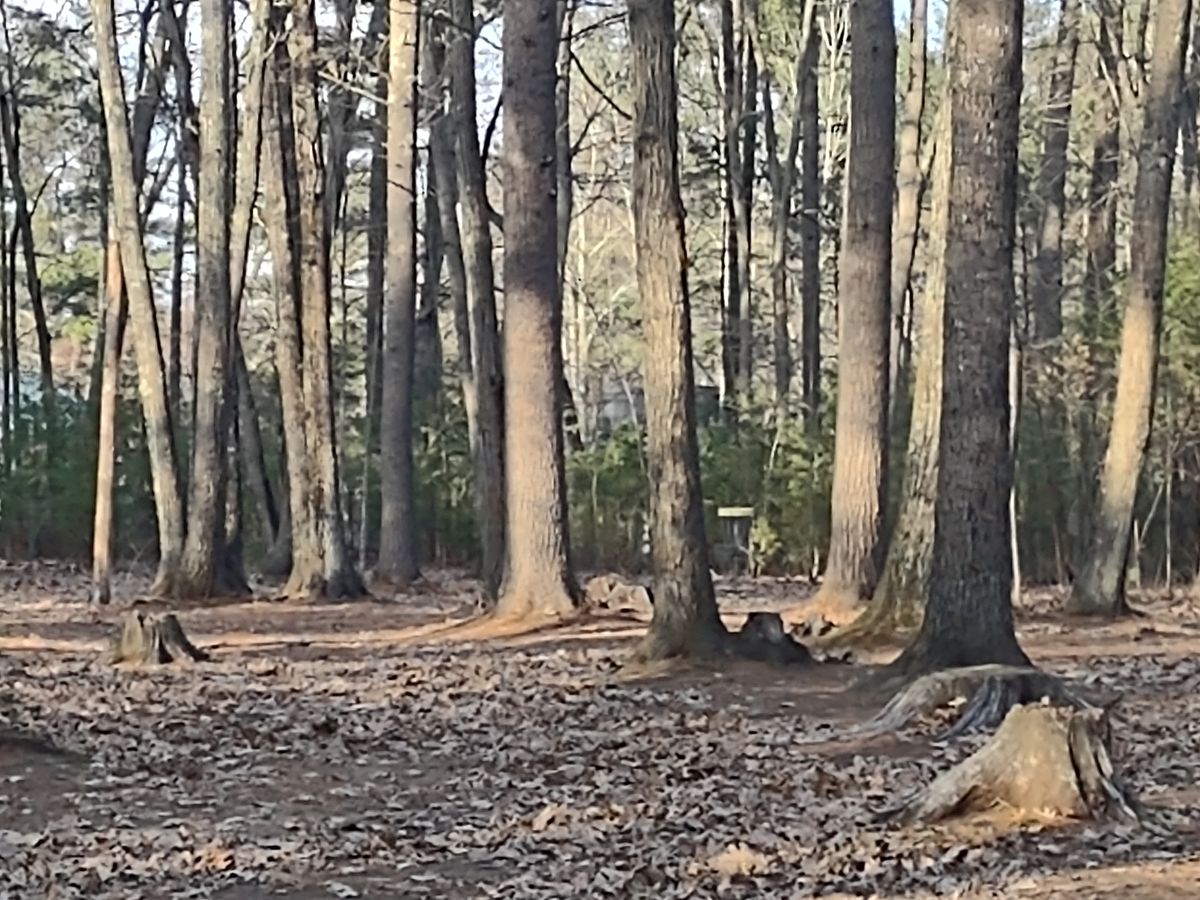 Hole 5 midway down fairway