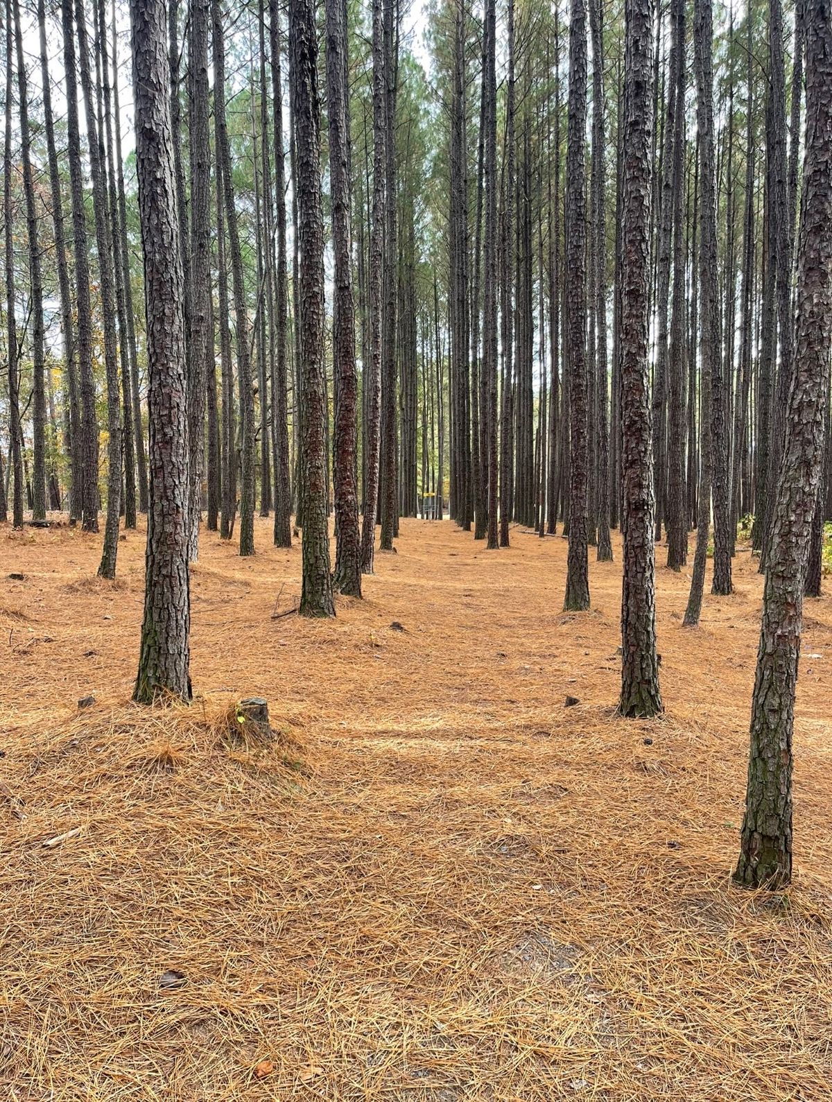 17 fairway from the short tee