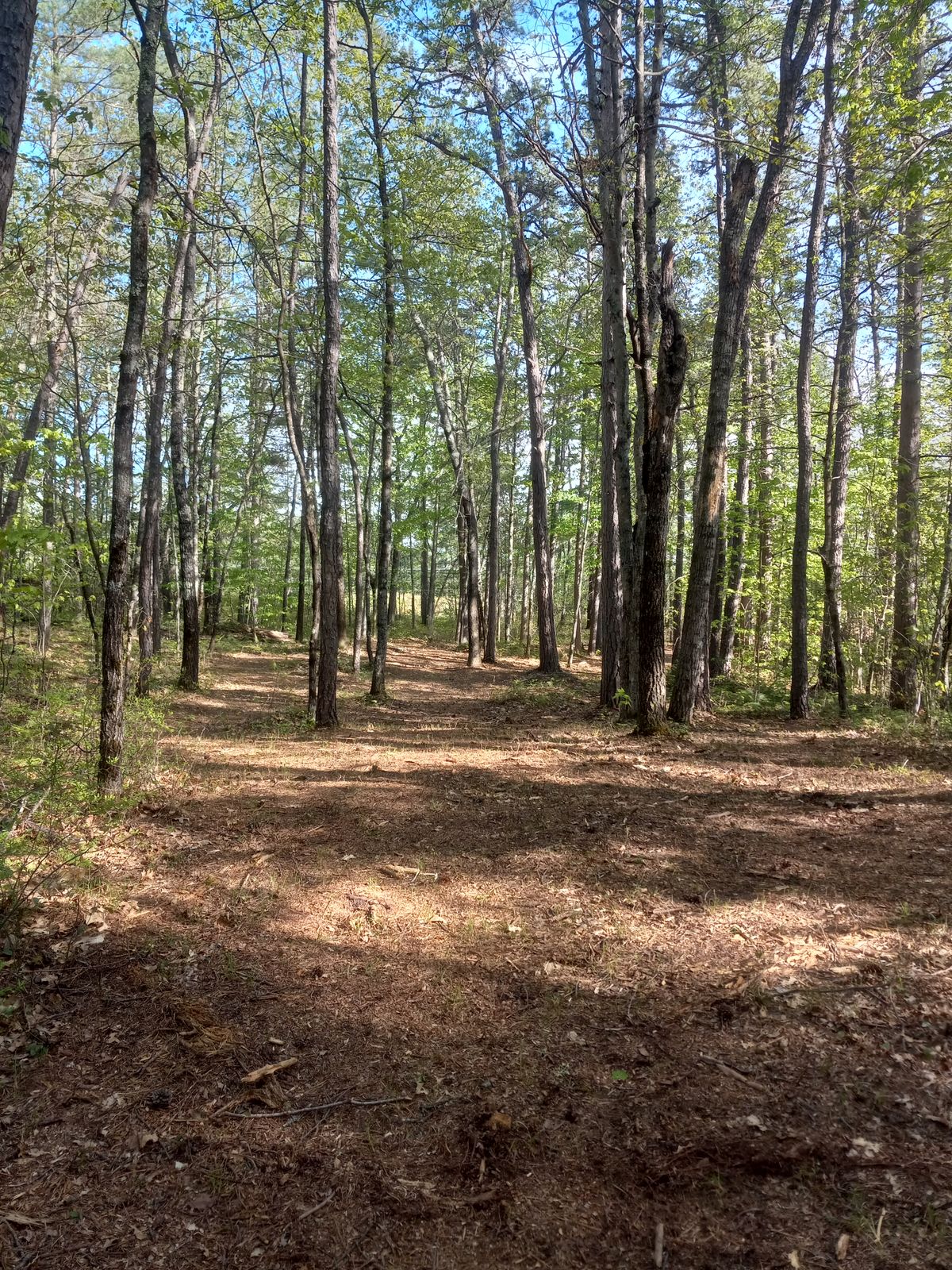 Hole 6 from tee to dog leg 